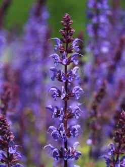 Blüten-Salbei 'Mainacht' -Günstiges Erd Seele Geschäft blueten salbei mainacht m055696 w 0