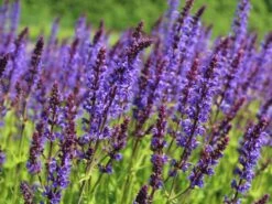 Blüten-Salbei 'Mainacht' -Günstiges Erd Seele Geschäft blueten salbei mainacht m055696 w 1