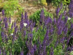 Blüten-Salbei 'Mainacht' -Günstiges Erd Seele Geschäft blueten salbei mainacht m055696 w 10