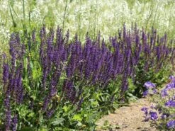 Blüten-Salbei 'Mainacht' -Günstiges Erd Seele Geschäft blueten salbei mainacht m055696 w 11