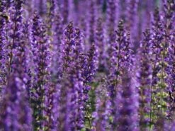 Blüten-Salbei 'Mainacht' -Günstiges Erd Seele Geschäft blueten salbei mainacht m055696 w 2