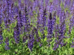 Blüten-Salbei 'Mainacht' -Günstiges Erd Seele Geschäft blueten salbei mainacht m055696 w 3