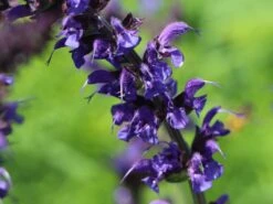 Blüten-Salbei 'Mainacht' -Günstiges Erd Seele Geschäft blueten salbei mainacht m055696 w 4