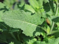 Blüten-Salbei 'Mainacht' -Günstiges Erd Seele Geschäft blueten salbei mainacht m055696 w 5