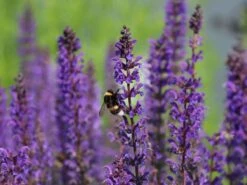 Blüten-Salbei 'Mainacht' -Günstiges Erd Seele Geschäft blueten salbei mainacht m055696 w 6