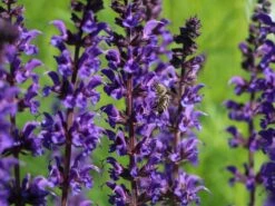 Blüten-Salbei 'Mainacht' -Günstiges Erd Seele Geschäft blueten salbei mainacht m055696 w 9