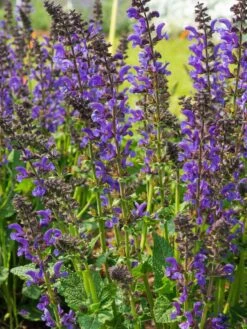 Blüten-Salbei 'Midnight Model' -Günstiges Erd Seele Geschäft blueten salbei midnight model m117875 w 0