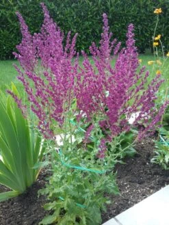 Blüten-Salbei 'Schwellenburg' -Günstiges Erd Seele Geschäft blueten salbei schwellenburg m060332 193676 0