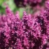 Blüten-Salbei 'Schwellenburg' -Günstiges Erd Seele Geschäft blueten salbei schwellenburg m060332 h 0