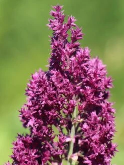 Blüten-Salbei 'Schwellenburg' -Günstiges Erd Seele Geschäft blueten salbei schwellenburg m060332 w 1