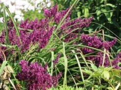 Blüten-Salbei 'Schwellenburg' -Günstiges Erd Seele Geschäft blueten salbei schwellenburg m060332 w 4