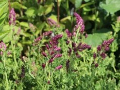 Blüten-Salbei 'Schwellenburg' -Günstiges Erd Seele Geschäft blueten salbei schwellenburg m060332 w 5