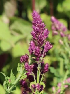 Blüten-Salbei 'Schwellenburg' -Günstiges Erd Seele Geschäft blueten salbei schwellenburg m060332 w 6