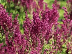 Blüten-Salbei 'Schwellenburg' -Günstiges Erd Seele Geschäft blueten salbei schwellenburg m060332 w 7