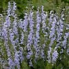 Blüten-Salbei 'Vanity Flair' -Günstiges Erd Seele Geschäft blueten salbei vanity flair m117874 h 0
