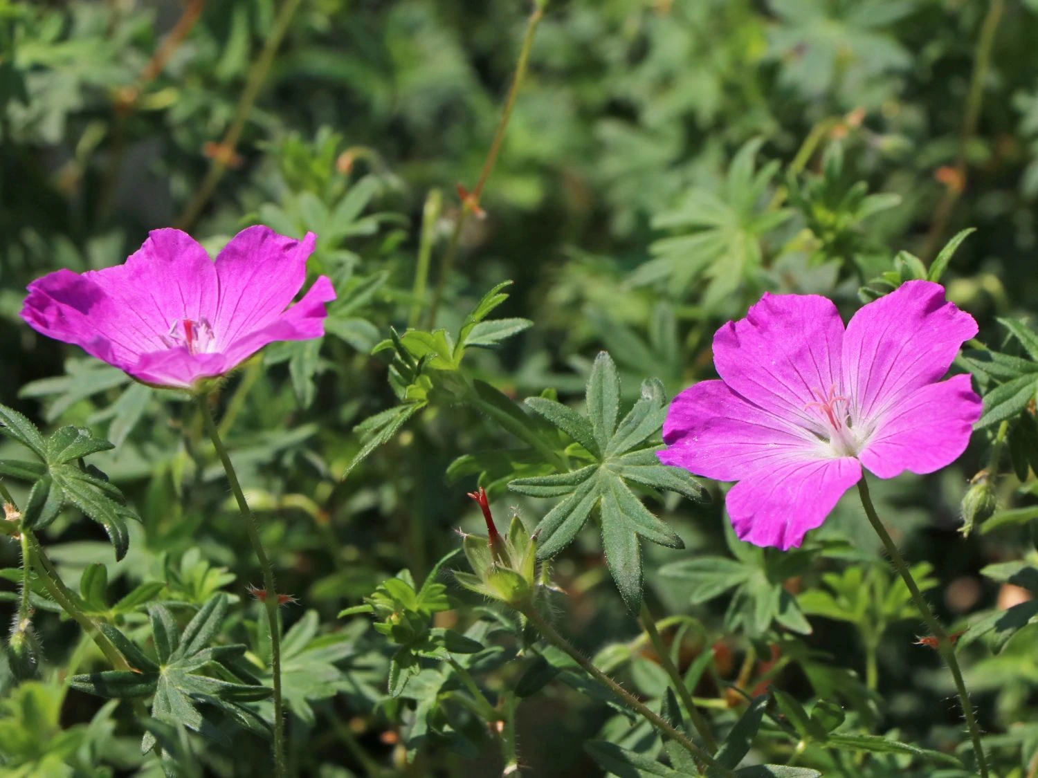 Blut-Storchschnabel 'Ankum's Pride' 8 Blut-Storchschnabel 'Ankum's Pride' – Bild 6