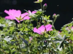 Blut-Storchschnabel 'Ankum's Pride' 14 Blut-Storchschnabel 'Ankum's Pride' -Günstiges Erd Seele Geschäft blut storchschnabel ankums pride m058645 w 1