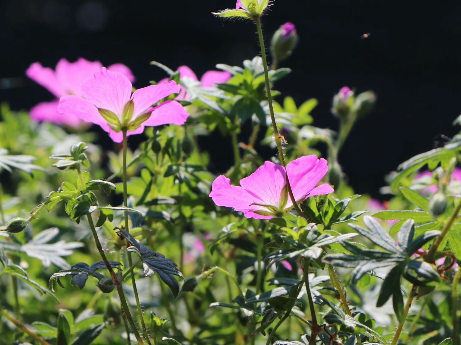 Blut-Storchschnabel 'Ankum's Pride' 7 Blut-Storchschnabel 'Ankum's Pride' – Bild 5