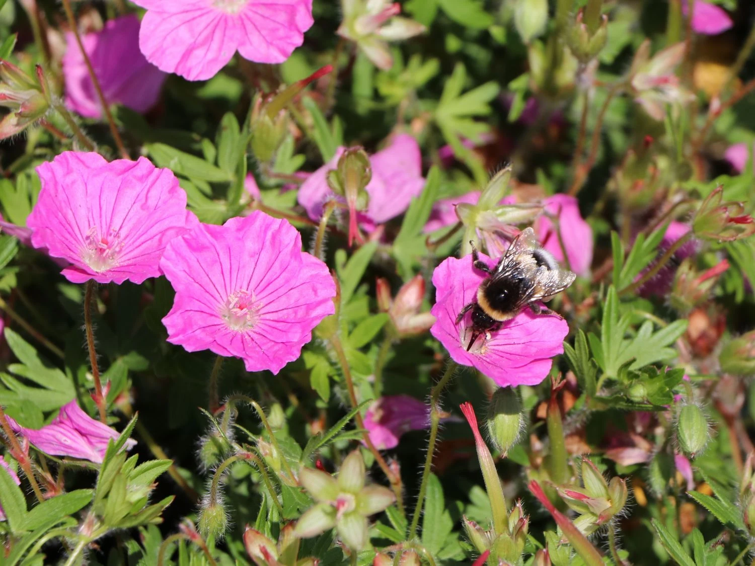 Blut-Storchschnabel 'Ankum's Pride' 4 Blut-Storchschnabel 'Ankum's Pride' – Bild 2