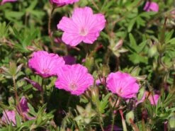 Blut-Storchschnabel 'Ankum's Pride' 13 Blut-Storchschnabel 'Ankum's Pride' -Günstiges Erd Seele Geschäft blut storchschnabel ankums pride m058645 w 3