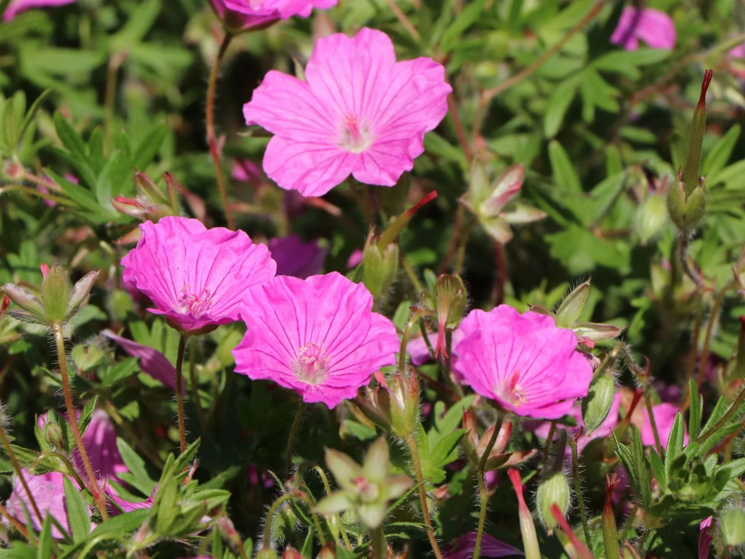 Blut-Storchschnabel 'Ankum's Pride' 6 Blut-Storchschnabel 'Ankum's Pride' – Bild 4