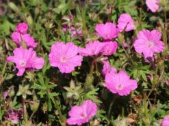 Blut-Storchschnabel 'Ankum's Pride' 12 Blut-Storchschnabel 'Ankum's Pride' -Günstiges Erd Seele Geschäft blut storchschnabel ankums pride m058645 w 4