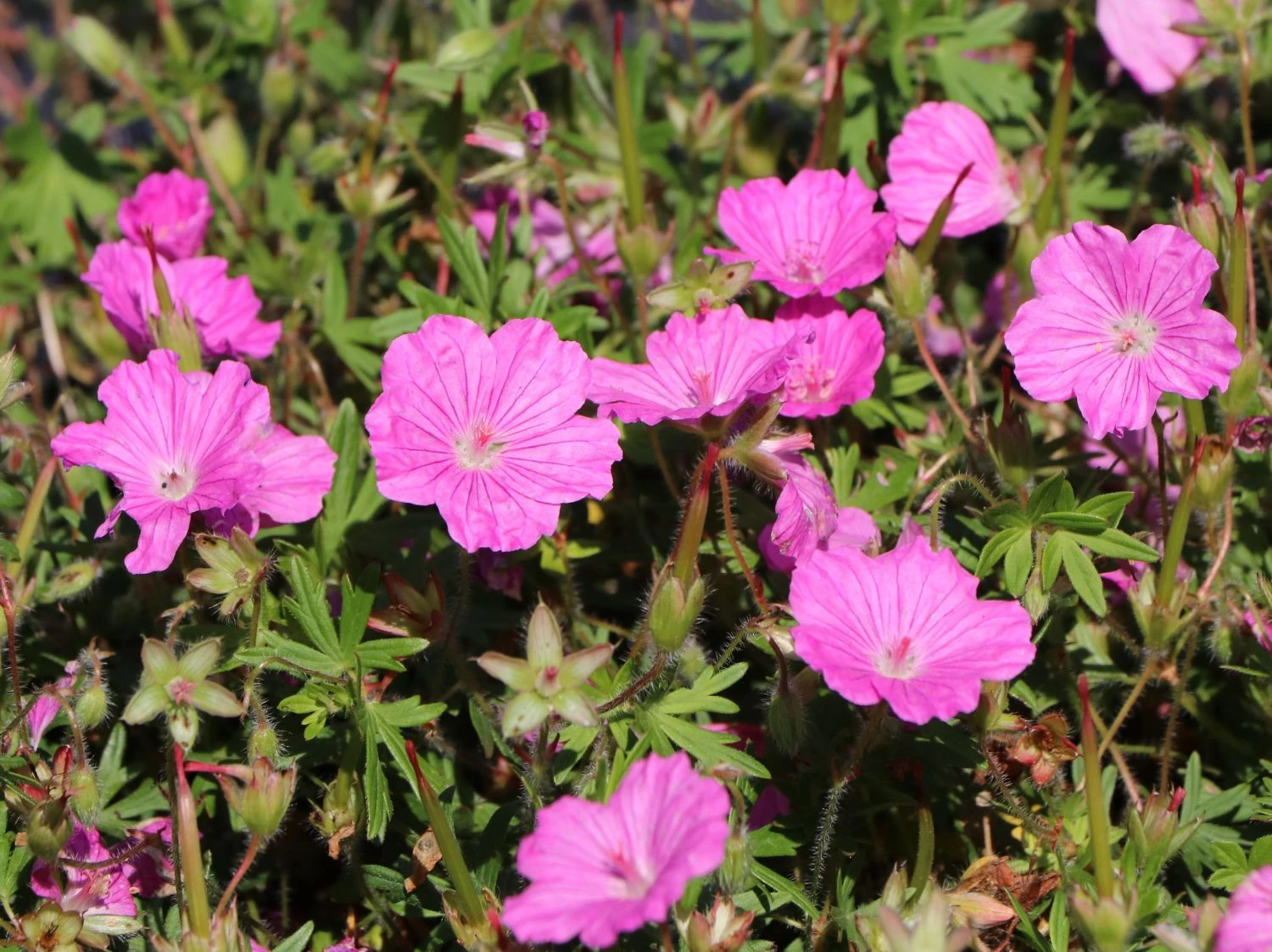 Blut-Storchschnabel 'Ankum's Pride' 5 Blut-Storchschnabel 'Ankum's Pride' – Bild 3