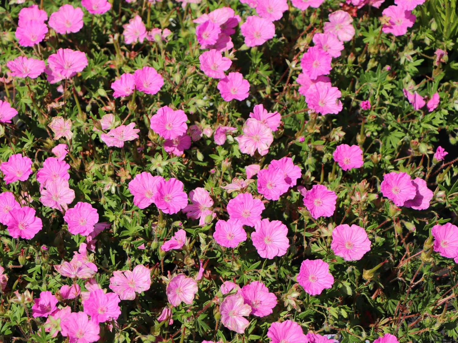 Blut-Storchschnabel 'Ankum's Pride' 9 Blut-Storchschnabel 'Ankum's Pride' – Bild 7