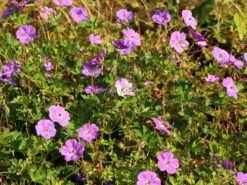 Blut-Storchschnabel 'Ankum's Pride' 17 Blut-Storchschnabel 'Ankum's Pride' -Günstiges Erd Seele Geschäft blut storchschnabel ankums pride m058645 w 6