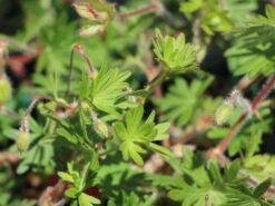 Blut-Storchschnabel 'Apfelblüte' 23 Blut-Storchschnabel 'Apfelblüte' -Günstiges Erd Seele Geschäft blut storchschnabel apfelbluete m058647 w 0