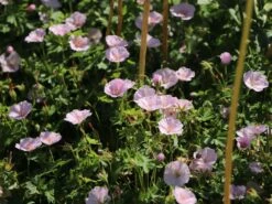 Blut-Storchschnabel 'Apfelblüte' 17 Blut-Storchschnabel 'Apfelblüte' -Günstiges Erd Seele Geschäft blut storchschnabel apfelbluete m058647 w 1