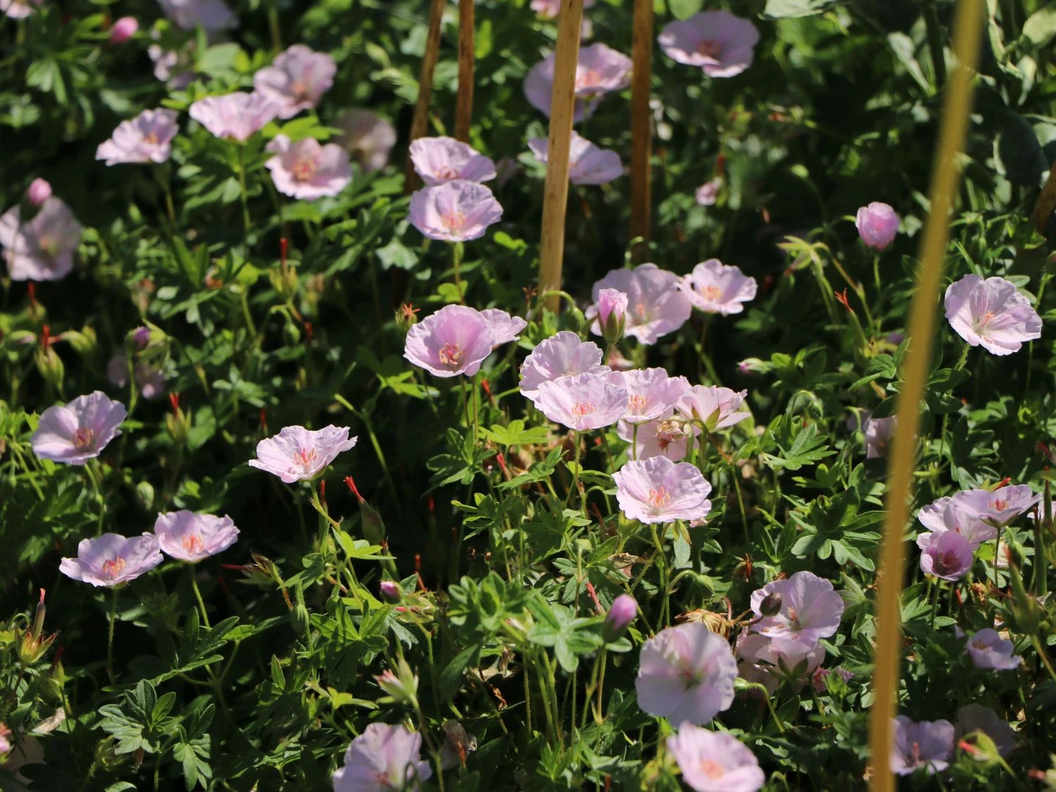 Blut-Storchschnabel 'Apfelblüte' 7 Blut-Storchschnabel 'Apfelblüte' – Bild 5