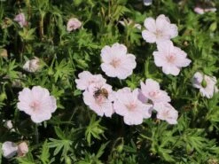 Blut-Storchschnabel 'Apfelblüte' 15 Blut-Storchschnabel 'Apfelblüte' -Günstiges Erd Seele Geschäft blut storchschnabel apfelbluete m058647 w 2