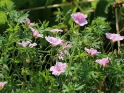 Blut-Storchschnabel 'Apfelblüte' 22 Blut-Storchschnabel 'Apfelblüte' -Günstiges Erd Seele Geschäft blut storchschnabel apfelbluete m058647 w 3