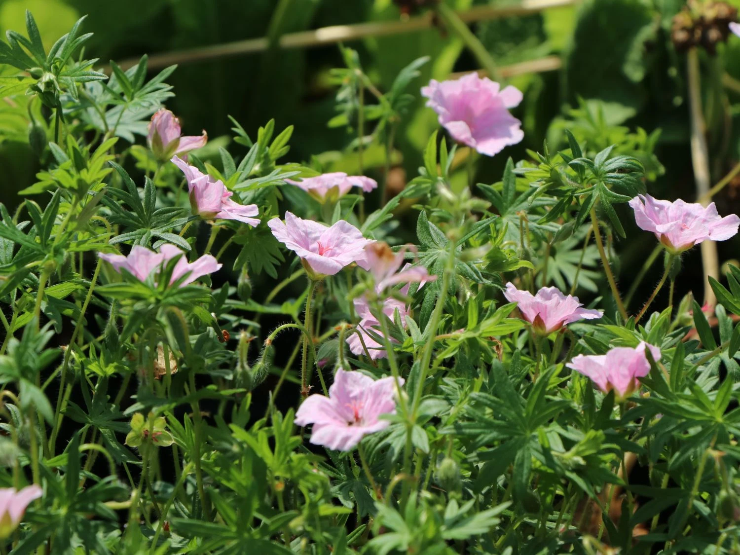 Blut-Storchschnabel 'Apfelblüte' 12 Blut-Storchschnabel 'Apfelblüte' – Bild 10