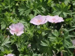 Blut-Storchschnabel 'Apfelblüte' 21 Blut-Storchschnabel 'Apfelblüte' -Günstiges Erd Seele Geschäft blut storchschnabel apfelbluete m058647 w 4