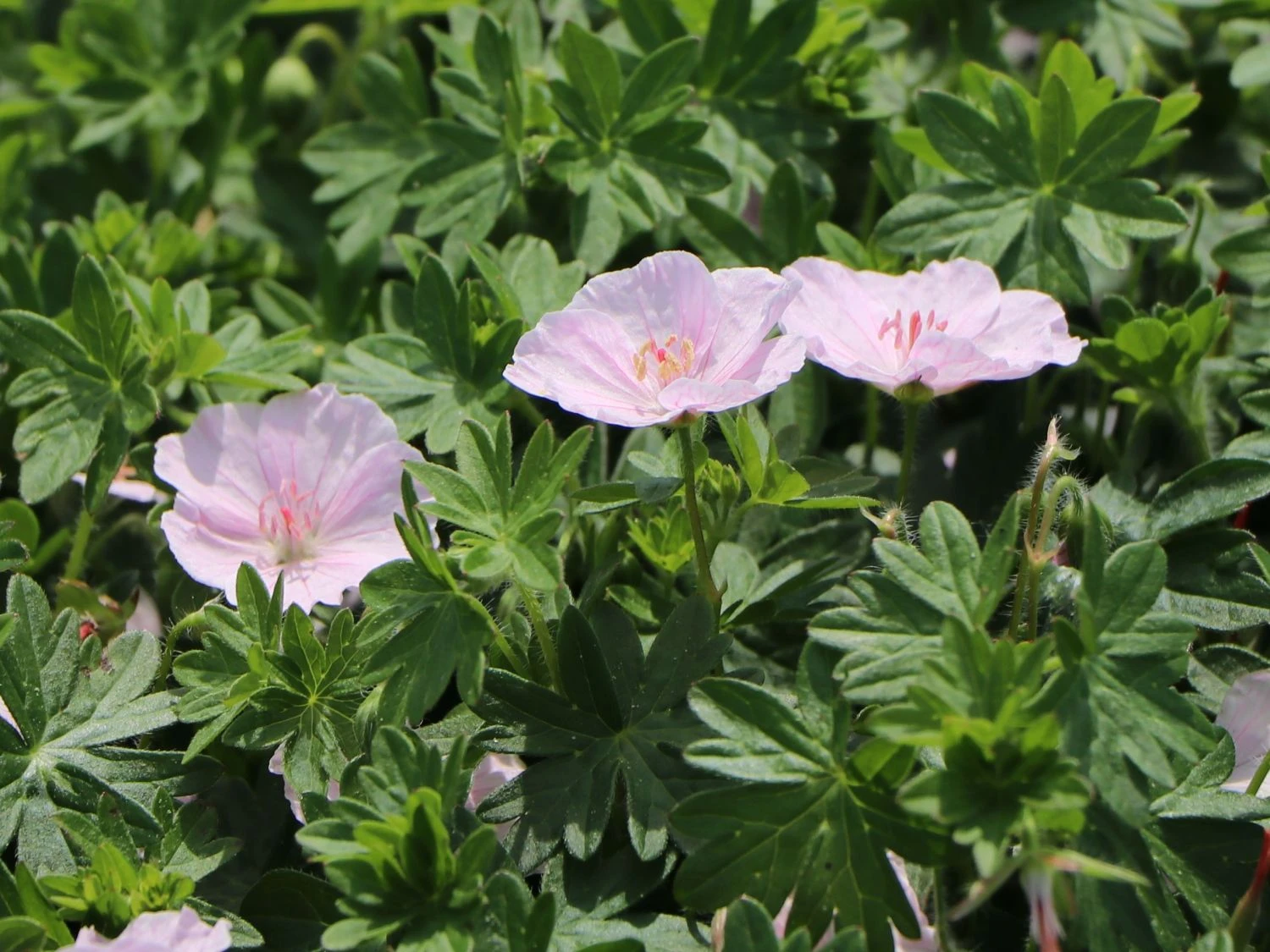 Blut-Storchschnabel 'Apfelblüte' 11 Blut-Storchschnabel 'Apfelblüte' – Bild 9