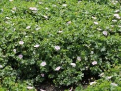 Blut-Storchschnabel 'Apfelblüte' 20 Blut-Storchschnabel 'Apfelblüte' -Günstiges Erd Seele Geschäft blut storchschnabel apfelbluete m058647 w 5