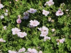 Blut-Storchschnabel 'Apfelblüte' 16 Blut-Storchschnabel 'Apfelblüte' -Günstiges Erd Seele Geschäft blut storchschnabel apfelbluete m058647 w 6