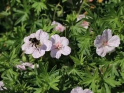 Blut-Storchschnabel 'Apfelblüte' 18 Blut-Storchschnabel 'Apfelblüte' -Günstiges Erd Seele Geschäft blut storchschnabel apfelbluete m058647 w 7