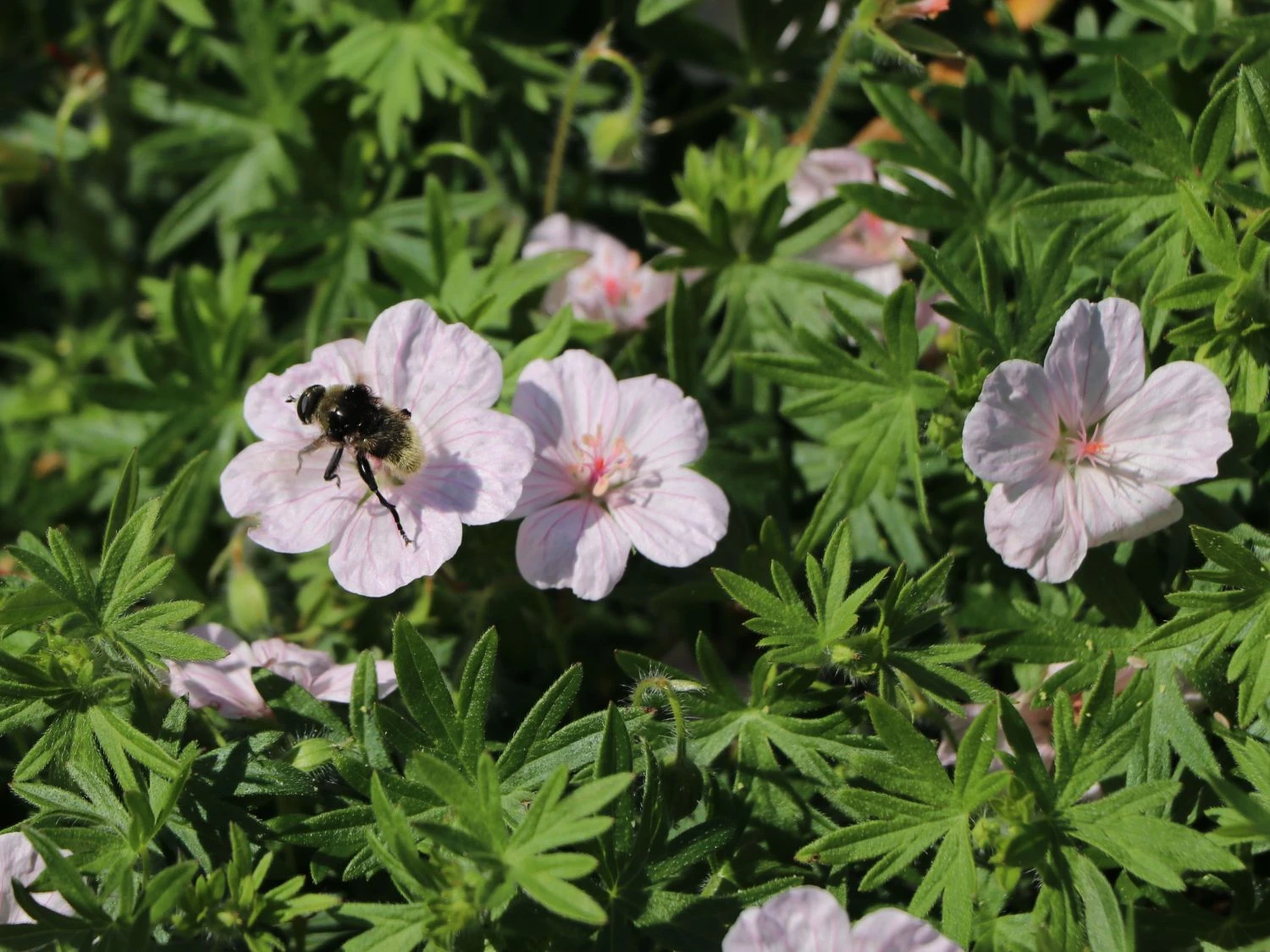 Blut-Storchschnabel 'Apfelblüte' 8 Blut-Storchschnabel 'Apfelblüte' – Bild 6