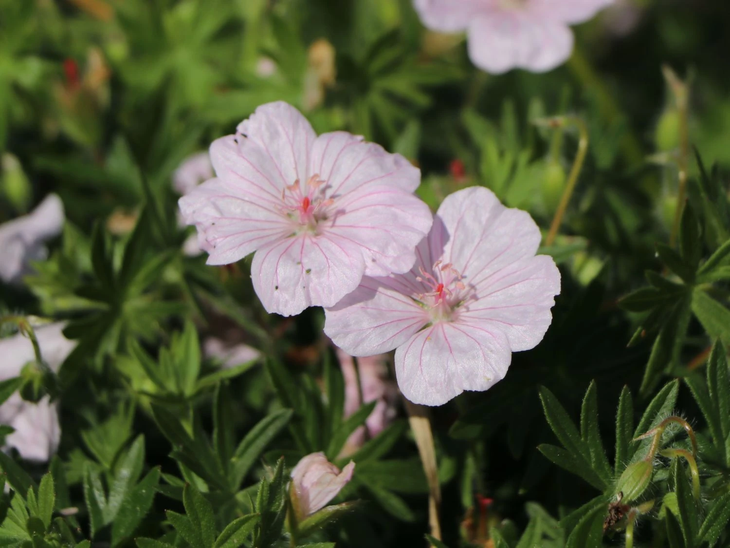 Blut-Storchschnabel 'Apfelblüte' 9 Blut-Storchschnabel 'Apfelblüte' – Bild 7