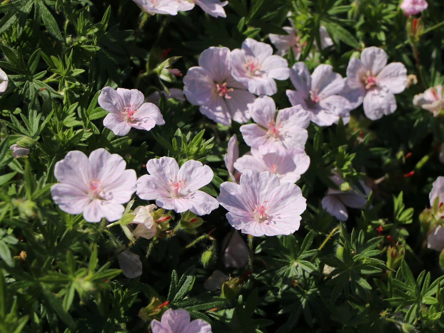 Blut-Storchschnabel 'Apfelblüte' 4 Blut-Storchschnabel 'Apfelblüte' – Bild 2