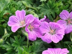 Blut-Storchschnabel 'Canon Miles' 11 Blut-Storchschnabel 'Canon Miles' -Günstiges Erd Seele Geschäft blut storchschnabel canon miles m087709 w 3