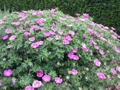 Blut-Storchschnabel 'Elke' -Günstiges Erd Seele Geschäft blut storchschnabel elke m058649 431639 0