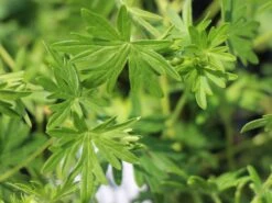 Blut-Storchschnabel 'Elke' -Günstiges Erd Seele Geschäft blut storchschnabel elke m058649 w 0