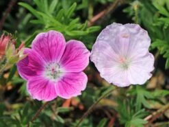 Blut-Storchschnabel 'Elke' -Günstiges Erd Seele Geschäft blut storchschnabel elke m058649 w 1