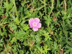 Blut-Storchschnabel 'Elke' -Günstiges Erd Seele Geschäft blut storchschnabel elke m058649 w 3