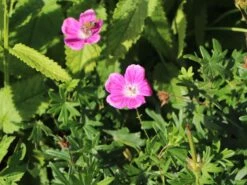 Blut-Storchschnabel 'Elke' -Günstiges Erd Seele Geschäft blut storchschnabel elke m058649 w 4