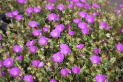 Blut-Storchschnabel 'Max Frei'